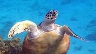 צבי ים זיהוי פנים