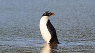 פינגווין שחה מ ניו זילנד ל אוסטרליה משוחרר לטבע