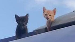 גורי החתולים על גג הרכבת