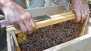  גידול דבורים בביתו של יוסי אוד  - מומחה לגידול דבורים ביתיות