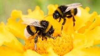 דבורי העץ הצהובות שחורות Bumble Bee 