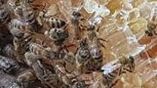  יובל טייב לוקח דבורים מהכוורת הביתית שישמשו לטיפול