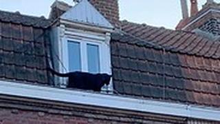 הפנתרה על הגג