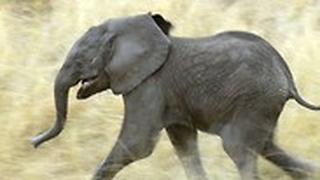 עדר הפילים באפריקה