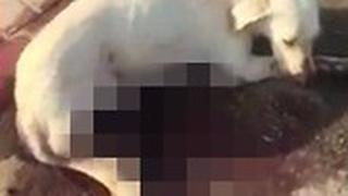 משטרת ישראל איתרה כלב כשהוא ירוי בגופו בטייבה. נפתחה חקירה והנסיבות נבדקות