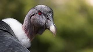 קונדור האנדים