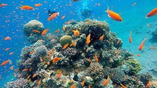אלמוגים הים אדום אילת