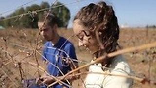 לימודי יין במקווה ישראל