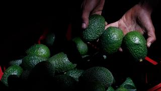 מקסיקו מלחמות אבוקדו ב מיצ'ואקן מפעל אריזה סירקוארטירו