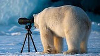 דוב קוטב מציץ במצלמה