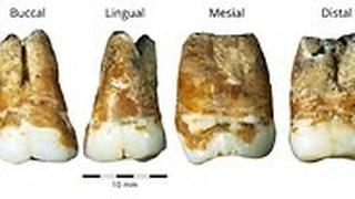 שן טוחנת עליונה ותחתונה שנמצאו במערת מנות. מתוארכות ל 38,000 שנים לפני זמננו