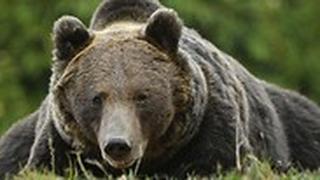 דובים באתר טוסנד ב מרכז רומניה