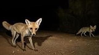 תחרות צילום פלאנט ערבה 2019 חד פעמי!