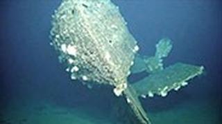 שרידי הצוללת ביפן