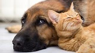 כלב גדול וחתול קטן מתרפקים אחד על השני