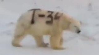 דוב הקוטב ברוסיה