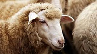 אילוסטרציה ל טקס הקרבה נפאל כבשה כבש