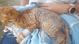 חתולה שנפגעה ממסיר שומנים ששפך עליה חייל 