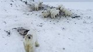 דובי הקוטב, סמוך ליישוב ברוסיה