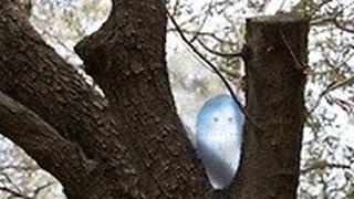 מתוך הפרויקט