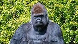 שיאי גינס 2020