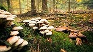 פטריות ביער