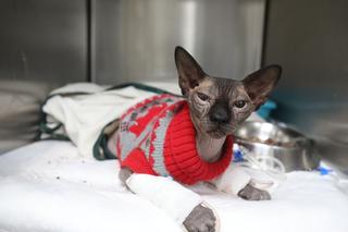 ג'רי החתול באישפוז בבית החולים הווטרינרי בבית דגן