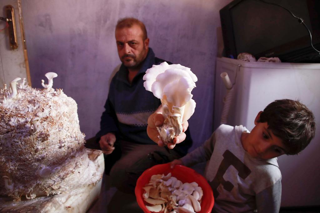 Nasrallah (L) and son Saeed harvest mushrooms 