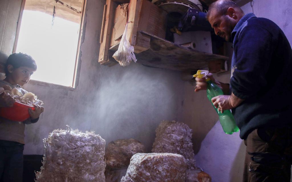 Nasrallah sprays mushrooms with water