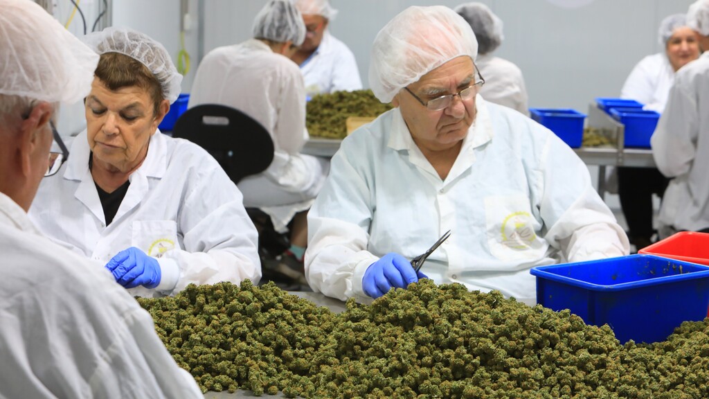 קנאביס עובדים בטרימינג בשיח שריד