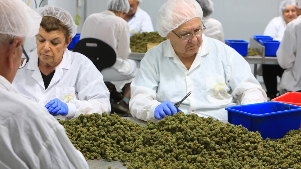 The Cannabis reform will allow Israeli cannabis companies to expand and diversify their export options (Photo: Mor Bornstein) קנאביס עובדים בטרימינג בשיח שריד