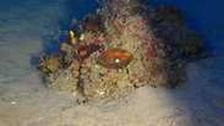 אלמוגים במפרץ אילת