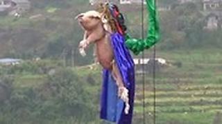 חזיר אולץ לקפוץ בנג'י קפיצת בנג'י ב פארק שעשועים ב צ'ונגצ'ינג ב סין