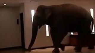 פיל במלון בסרי לנקה