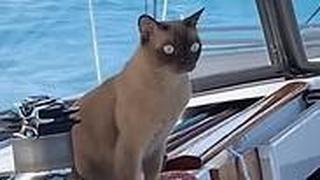 מיס ריגבי חתולה שמפליגה ברחבי העולם