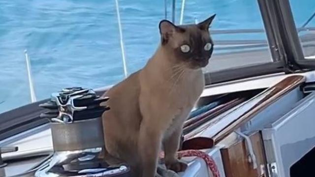 מיס ריגבי חתולה שמפליגה ברחבי העולם