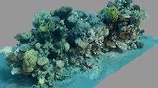מתוך צילום התלת מימד של האלמוגים