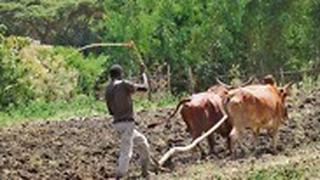 אתיופיה חקלאי
