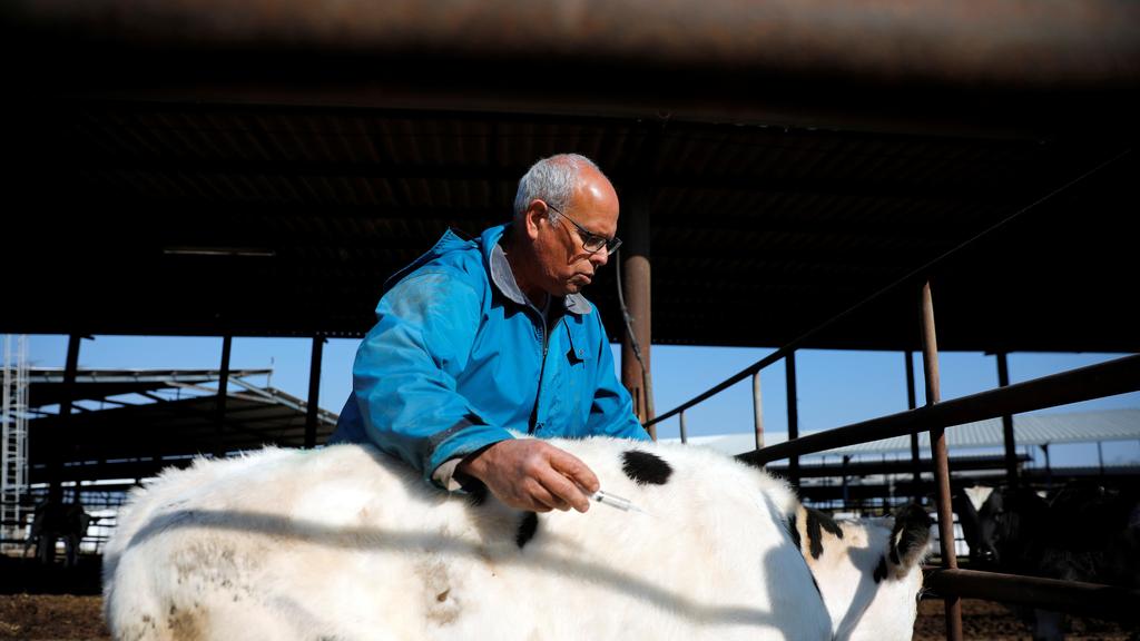 Israeli farmer Guy Golan tends to a cow at his farm in Be'er Tuvia, Feb. 5, 2020 