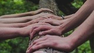 ידיים של אנשים מונחות יחד על גזע עץ