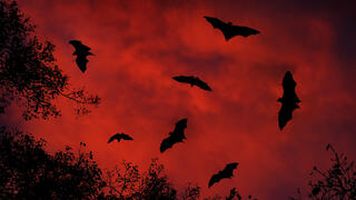 עטלפים