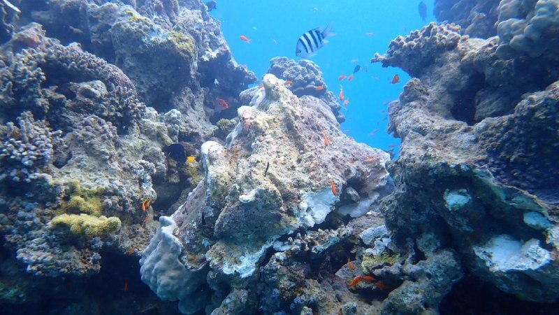 אלמוגים שנפגעו במפרץ אילת