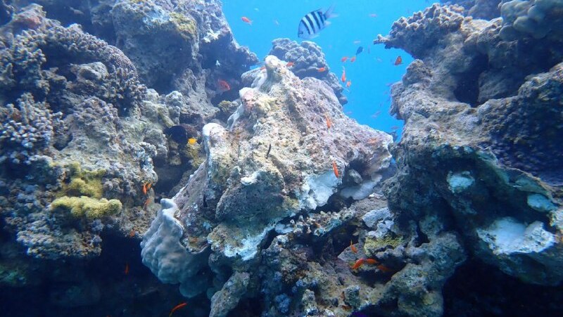 אלמוגים שנפגעו במפרץ אילת