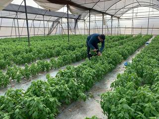 בעקבות הסגר ברשות הפלסטינית - חקלאי בקעת הירדן פנו לשר החקלאות “נקרוס אם המצב ימשך.מציעים עבודה לאלפי המובטלים”.