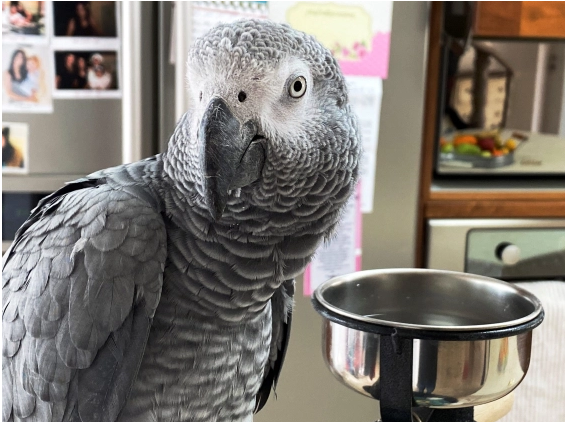 Luca the parrot 