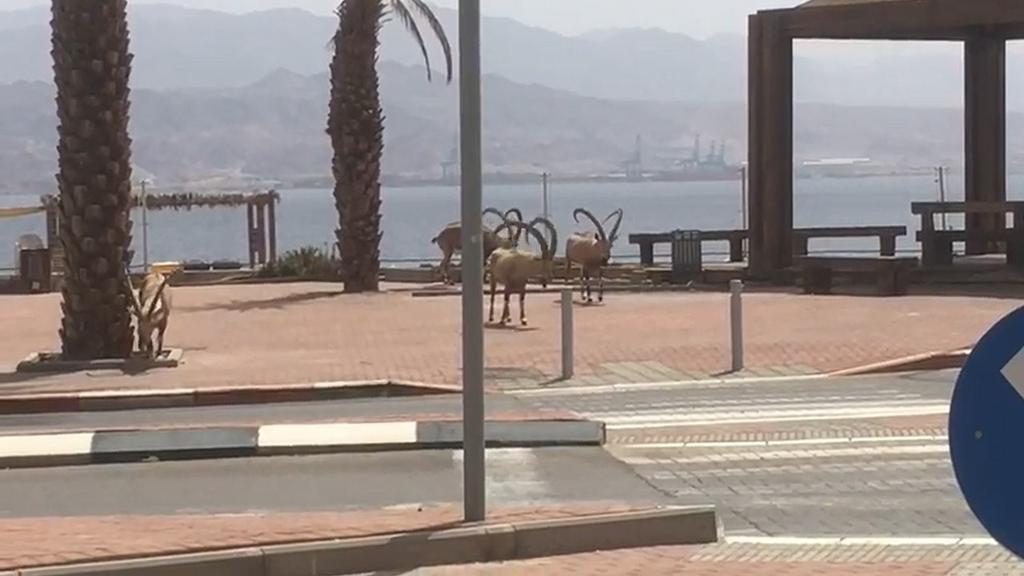 Ibex stroll down the deserted promenade in Eilat at the height of the pandemic 