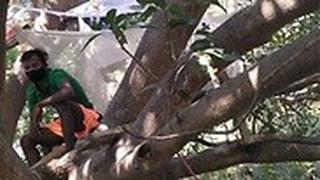 הודו מערב בנגל בידוד עץ עצים נגיף קורונה