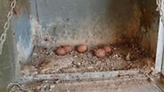 הביצים בבסיס בגליל התחתון