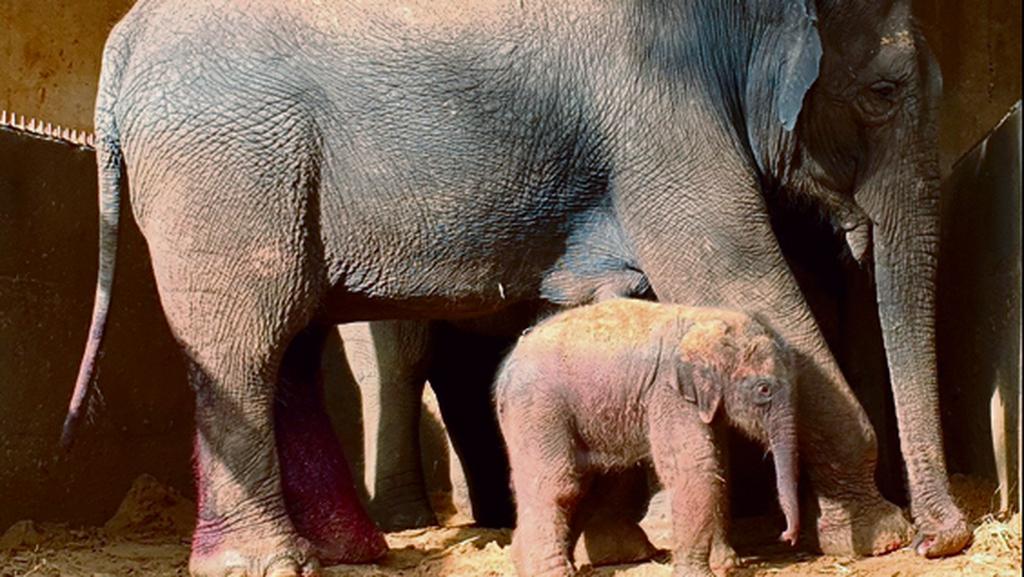 Новорожденный слоненок. Фото: пресс-служба Сафари