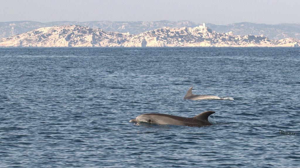 נגיף קורונה סגר דרום מזרח צרפת דולפינים בים התיכון